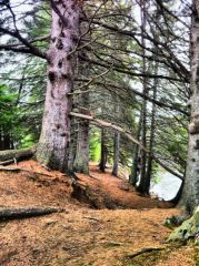 Huge spruce trees