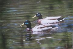 double duck