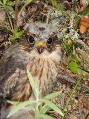 Baby Red Tailed Hawk