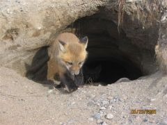 2 fox kits..........look deeper in the den