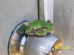 What kind of tree frog is this?