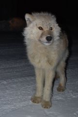 alert wolf pup