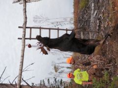 Moose 2011