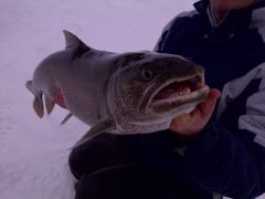 Lake Trout from 2011.