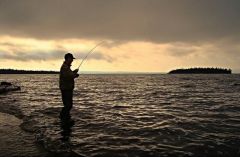 Pink salmon on the fly