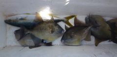 Yellow Fin and Trigger Fish