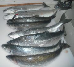 Jpg (2) herring