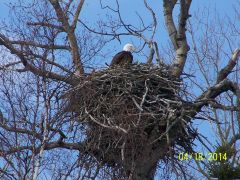 Nesting eagle
