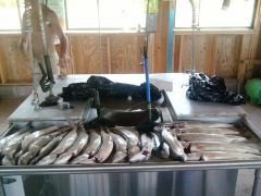 14 Lakers, 3 cohos, 1 Rainbow And 1 Herring - caught by a 5 man crew in 5 hours