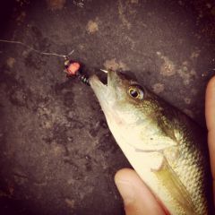 Urban river perch on the fly