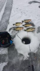 Lake of the Woods Crappies.