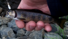 Brook trout.png