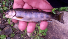 Brook Trout.png