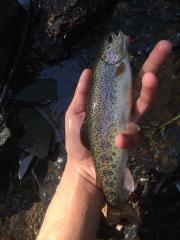 Caught the fat rainbow trout out of McVicars Creek