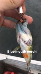 Blue perch