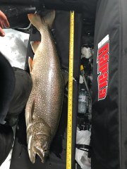 33 inch lake trout.