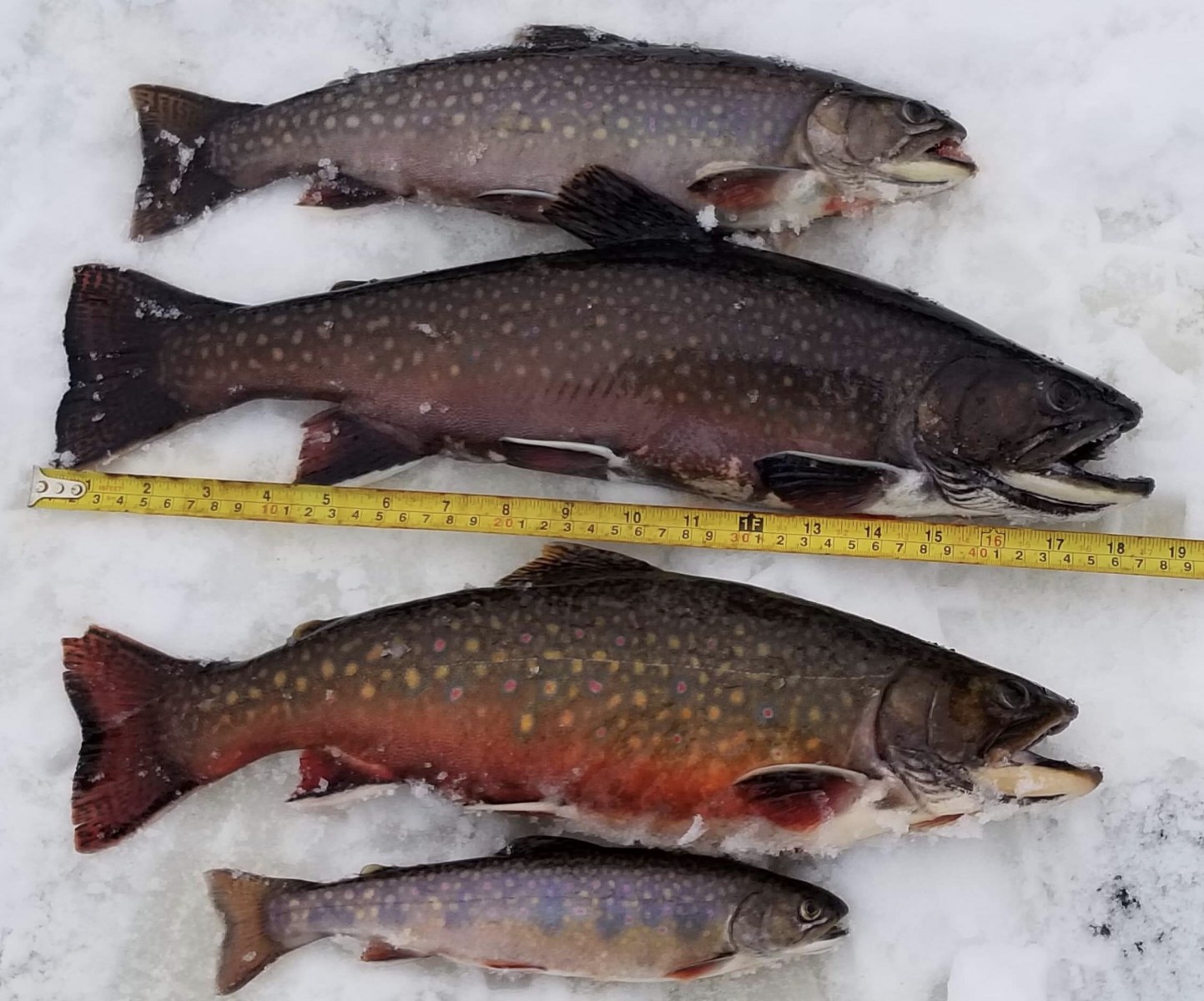 Very different patterns on these stocked beauties - Brook Trout - Thunder  Bay Fishing